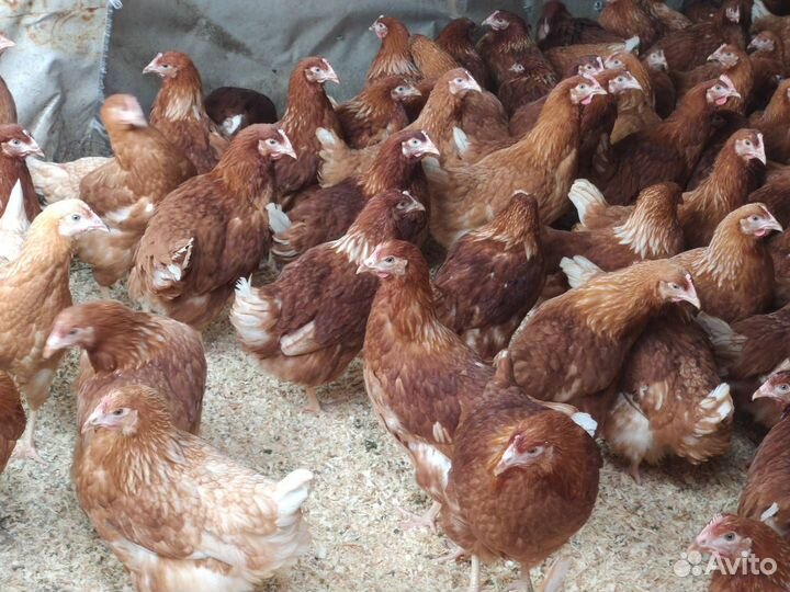 Куры несушки