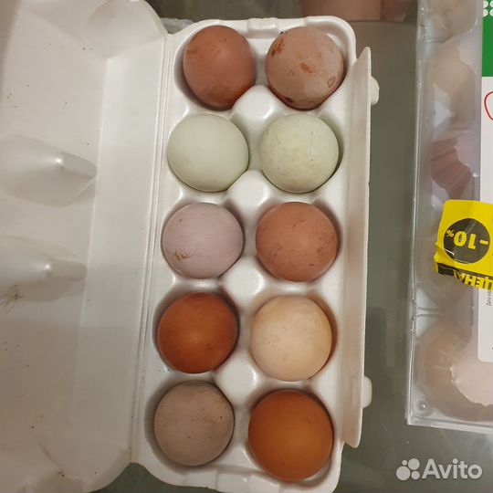 Инкубационное яйцо от породных кур