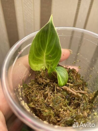 Филодендрон меланохризум