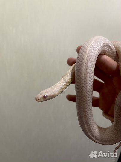 Белый полоз змея для новичка