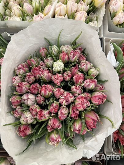 Букет из Тюльпанов (Голландия)