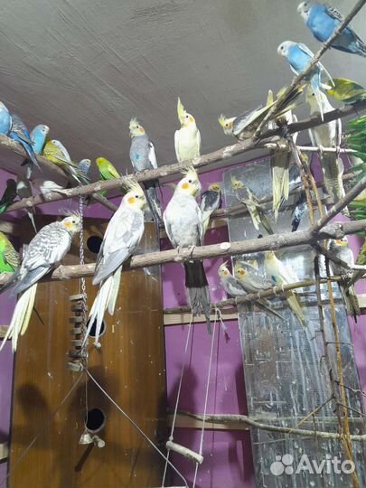 Продажа попугаев собственного разведения