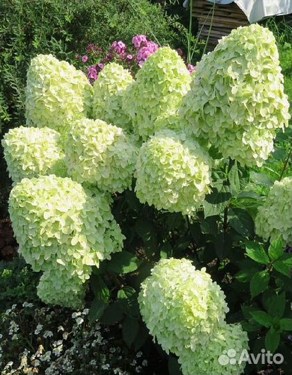 Гортензия метельчатая