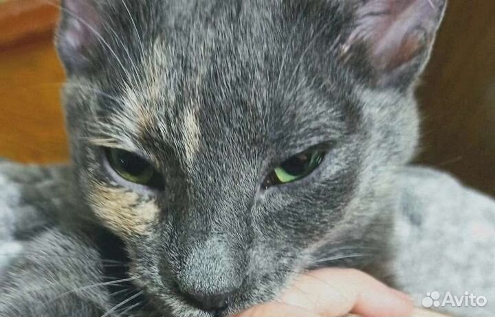 Кошка Плюша