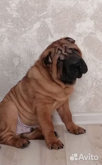 Шарпей