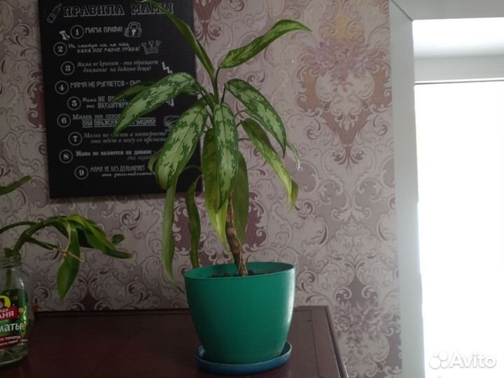 Растения