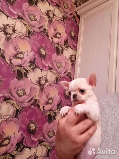 Щенки чихуахуа