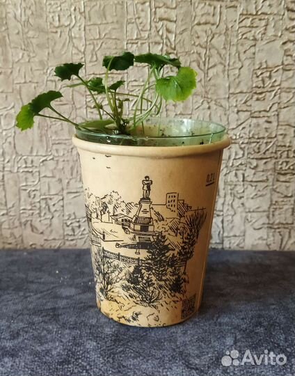Кампанула (жених)
