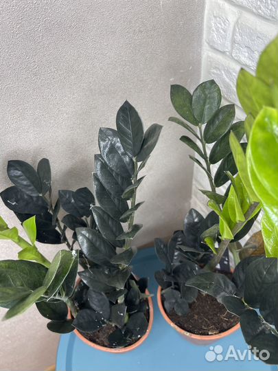 Замиокулькас black долларовое дерево цветы