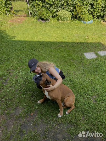 Выгульщик собак