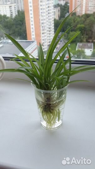 Хлорофитум