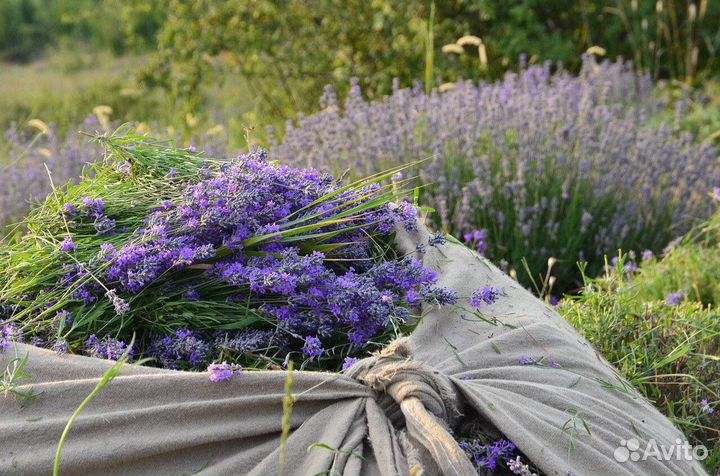 Украшение интерьера, лаванда