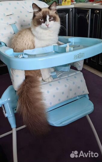 Стул для кормления selby