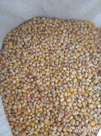 Кукуруза кормовая