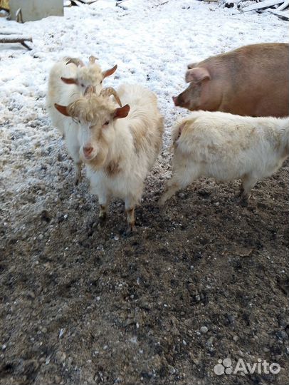 Продам коз