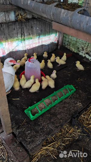 Утята Мускусной белой индоутки. Инкубационное яйцо