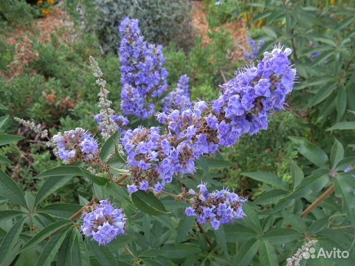 Прутняк (Витекс) Священный и Китайский, семена