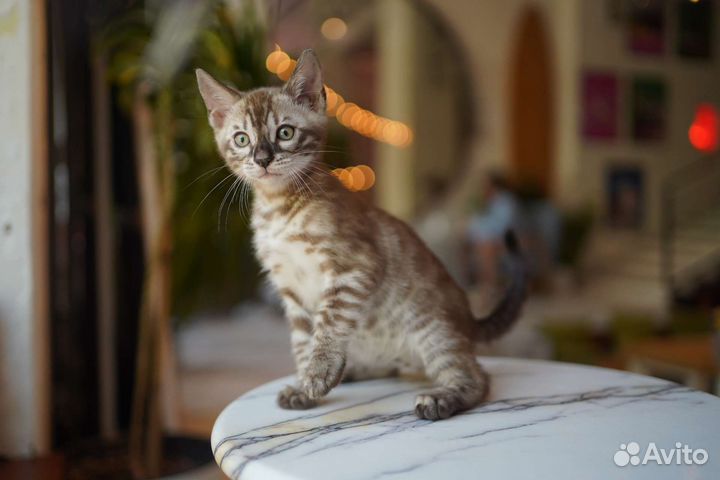 Бенгальские котята редкого окраса