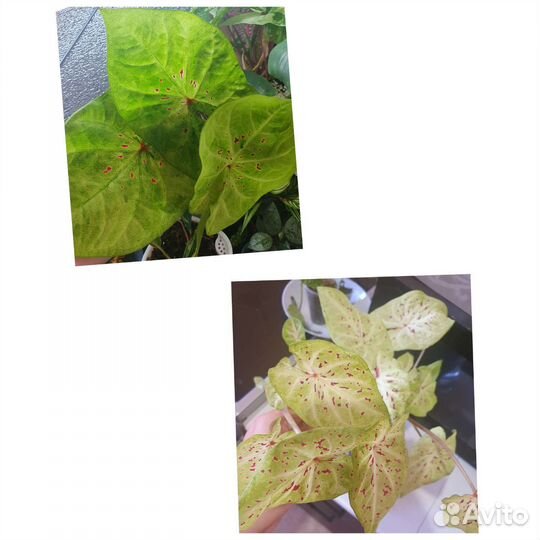 Синг. Imperial white, диффенб. рефлектор, каладиум