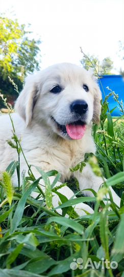 Золотистый ретривер
