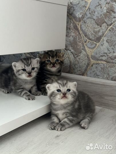 Шотландские котята