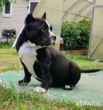 Американский булли abkc/idbc