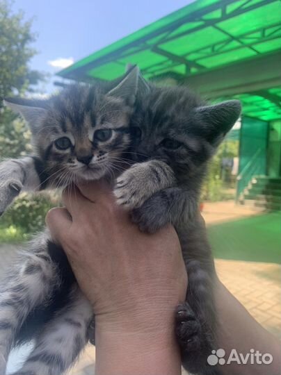 Котята в добрые руки бесплатно