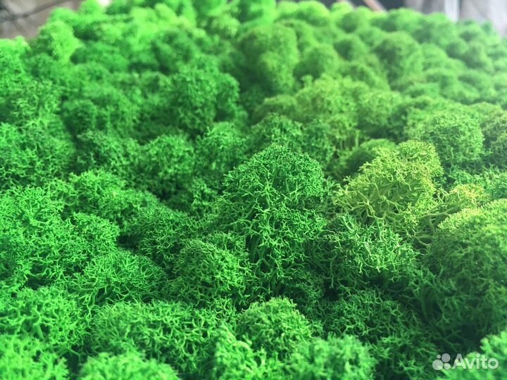 Панно из стабилизированного мха