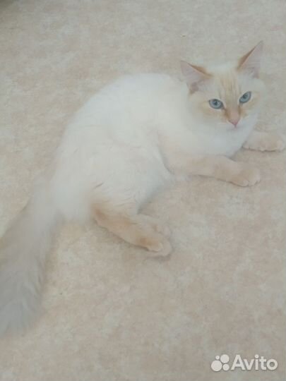 Кошка