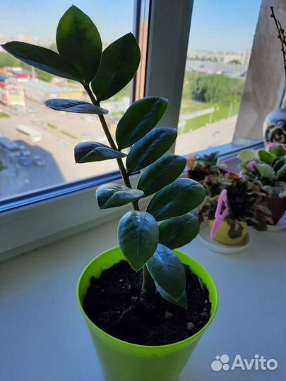 Зомиускалькас