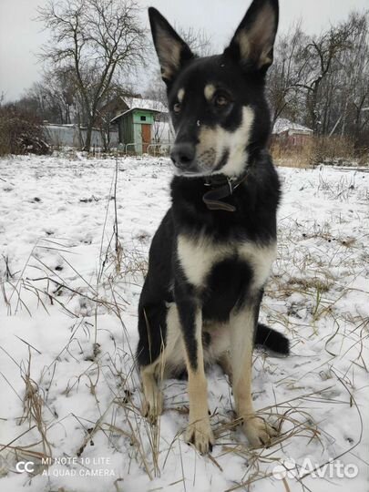 Милый домашний пес