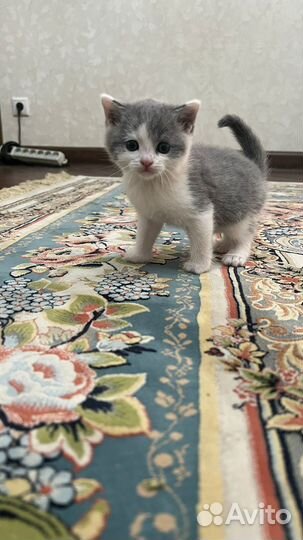 Котята бесплатно