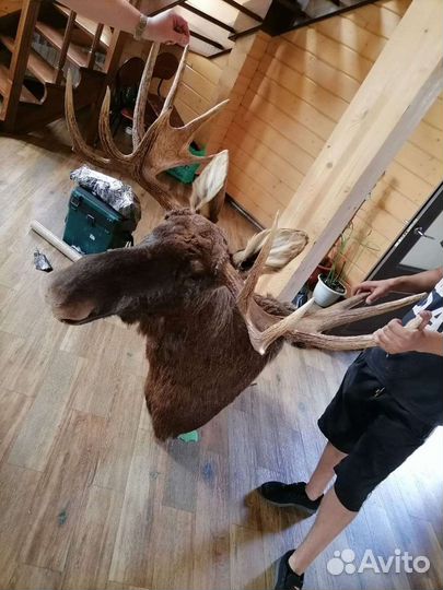 Чучело головы лося