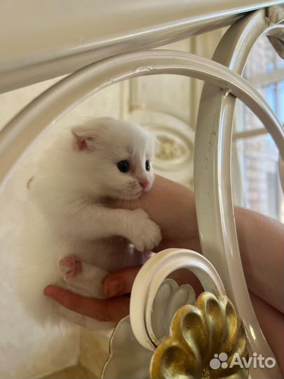 Кошка белая вислоухая