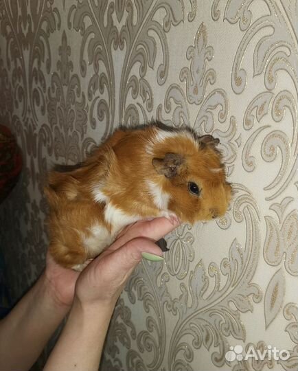 Продаю морскую свинку