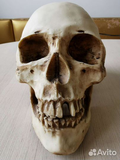 Череп-копилка 