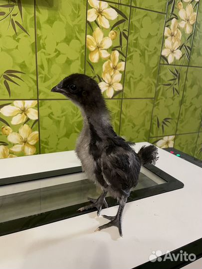 Продам петушков ухейилюй