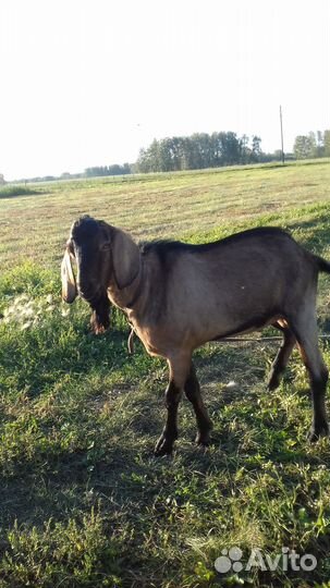 Козёл Нубиец