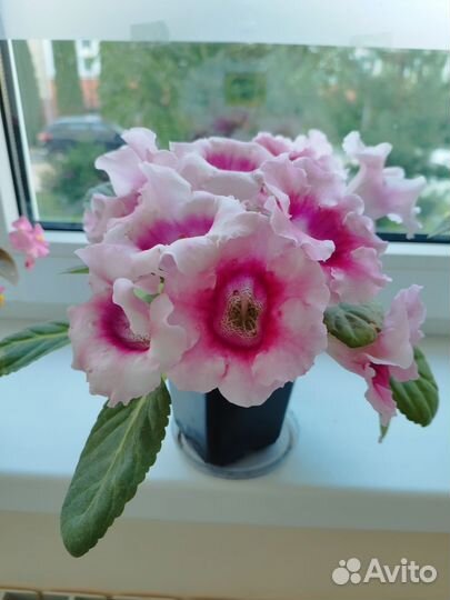 Глоксиния лист