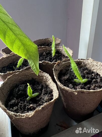 Питахайя - растение