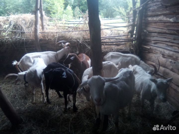 Коза дойная