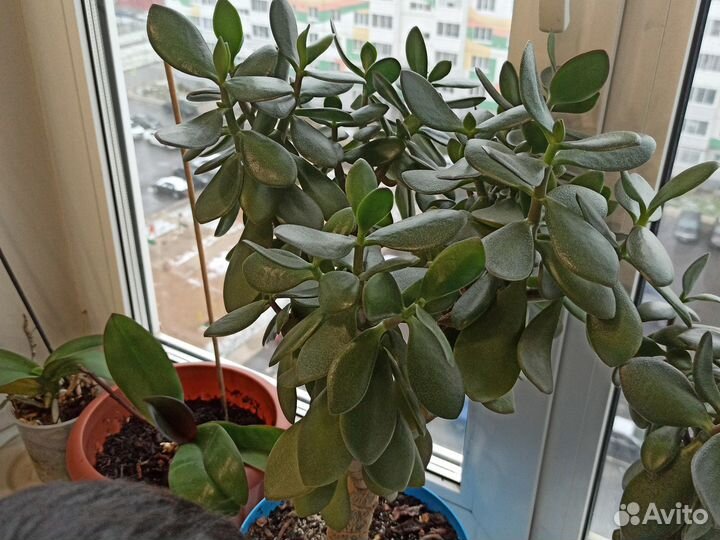 Толстянка (Денежное дерево)