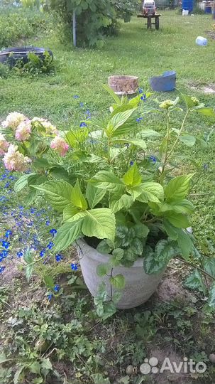 Гортензия крупнолистная