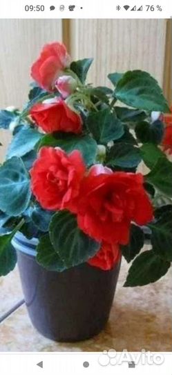 Продам цветы Бальзамины комнатные