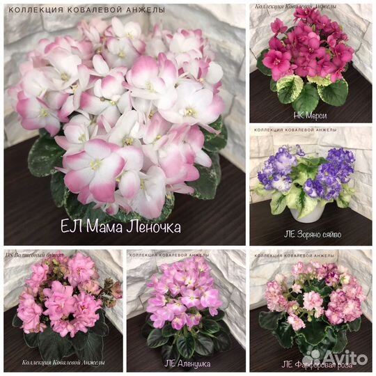 Фиалки детки (мини и полумини)