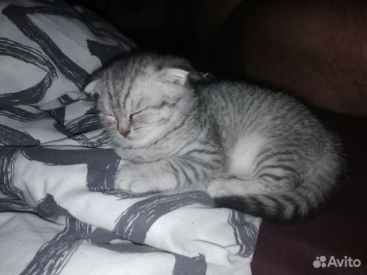 Вислоухая кошечка