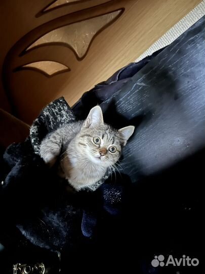 Вислоухие котята помесь