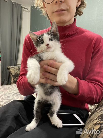 Котенок в добрые руки