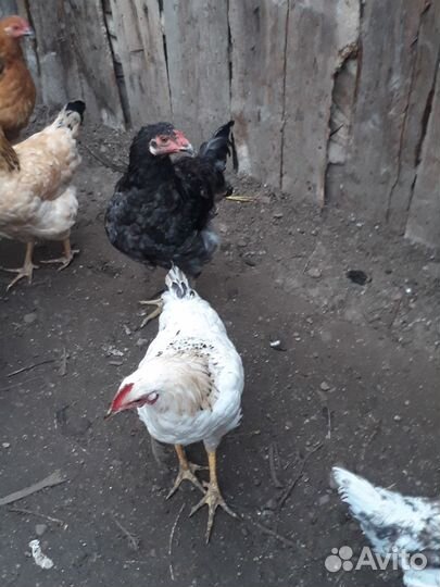 Молодые петушки