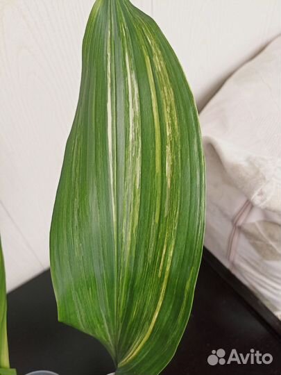 Аспидистра вариегатная